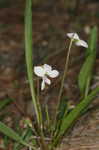 Bog white violet